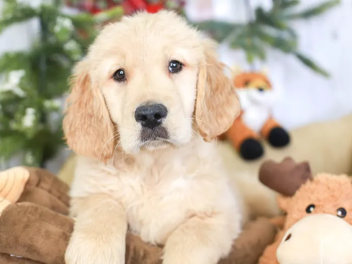 Puppies 'N Love Picture 9