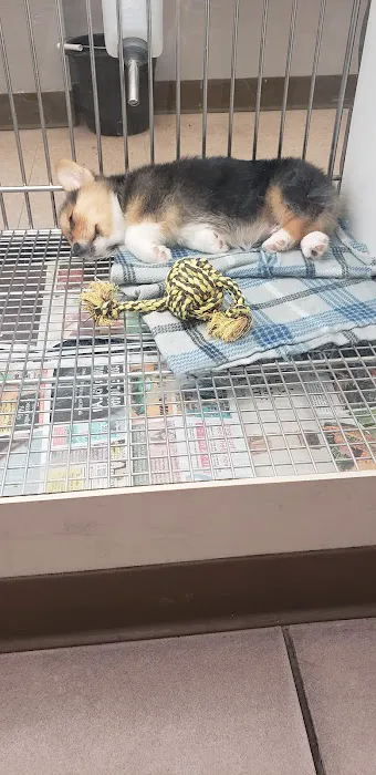 Puppies 'N Love Picture 3