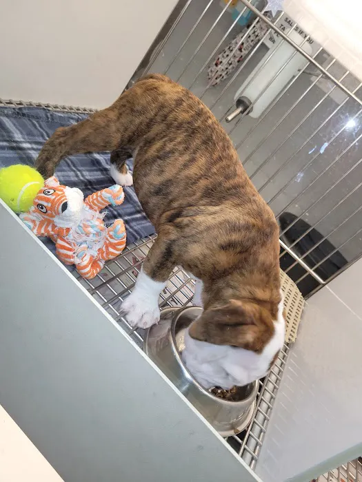 Puppies 'N Love Picture 4
