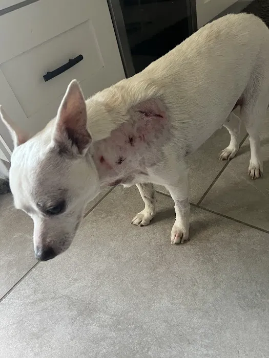 BluePearl Pet Hospital Picture 10
