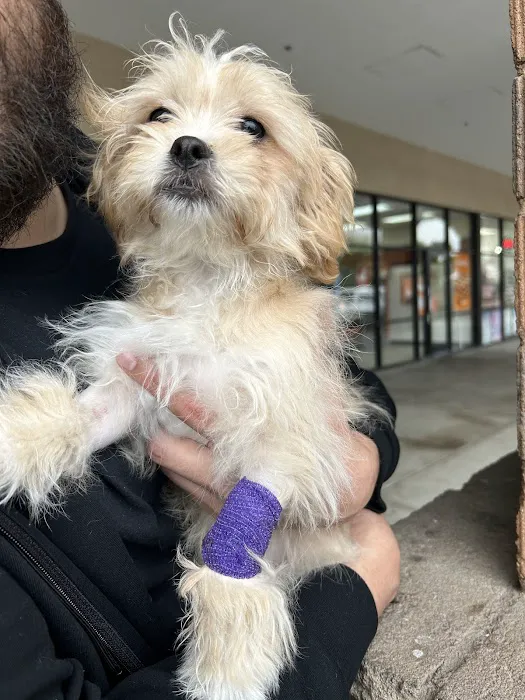 BluePearl Pet Hospital Picture 7