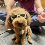 Arizona Veterinary Physical Rehabilitation