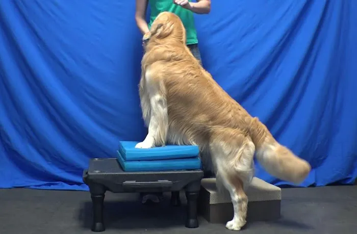 Arizona Veterinary Physical Rehabilitation Picture 2