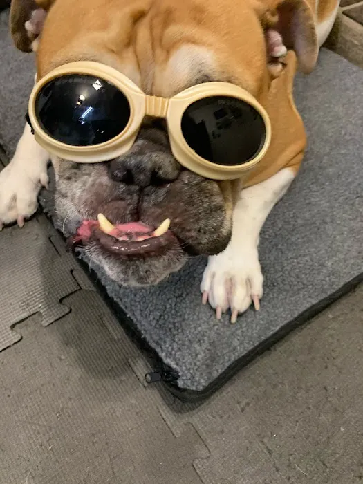 Arizona Veterinary Physical Rehabilitation Picture 5