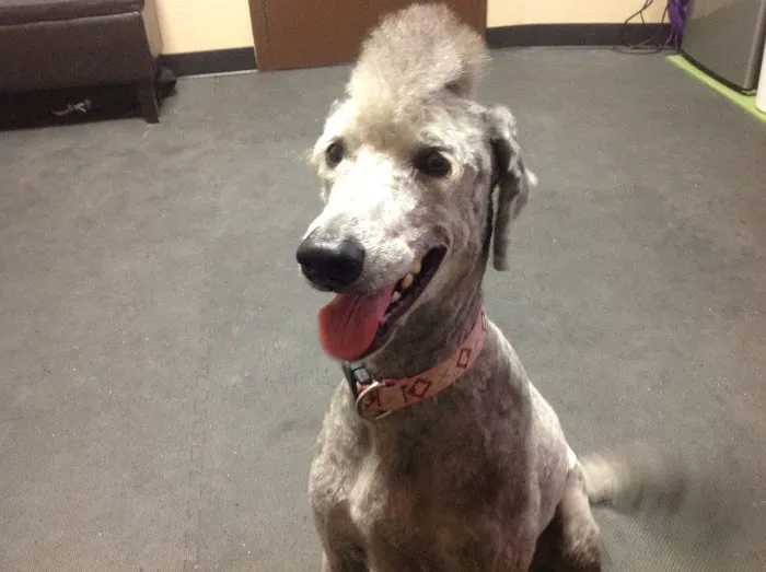 Arizona Veterinary Physical Rehabilitation Picture 9