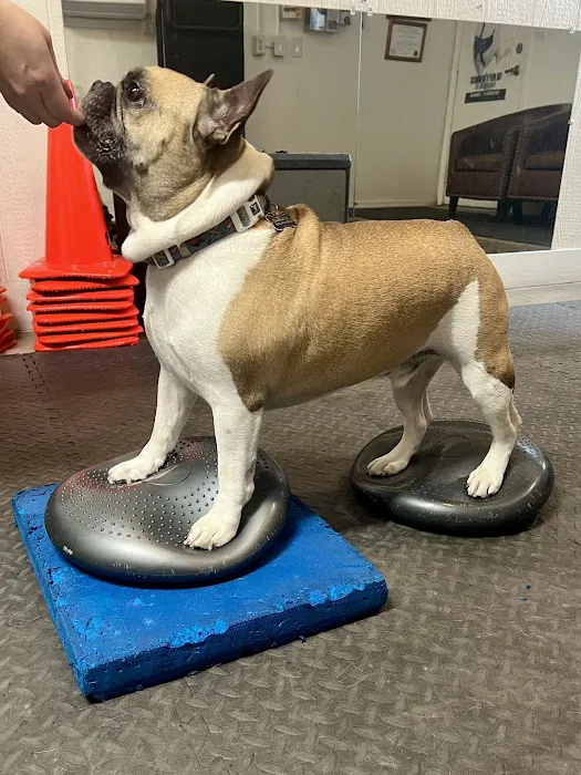 Arizona Veterinary Physical Rehabilitation Picture 3