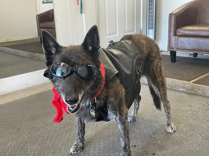 Arizona Veterinary Physical Rehabilitation Picture 6