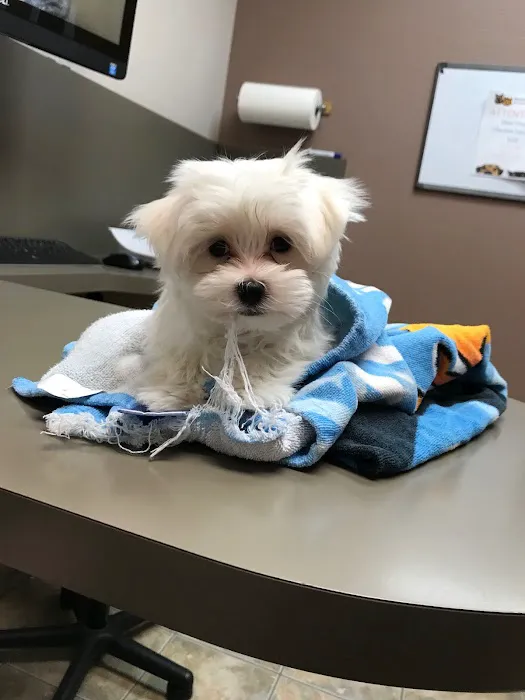 Lovet Pet Health Care - Beardsley Picture 8