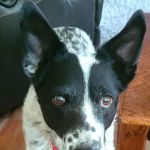 Lovet Pet Health Care - Beardsley