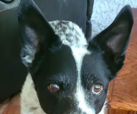 Lovet Pet Health Care - Beardsley