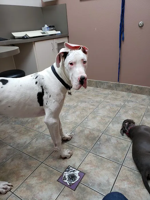 Lovet Pet Health Care - Beardsley Picture 10