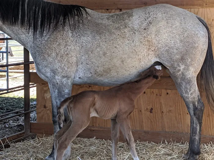 West Valley Equine Veterinary Services, LLC Picture 2