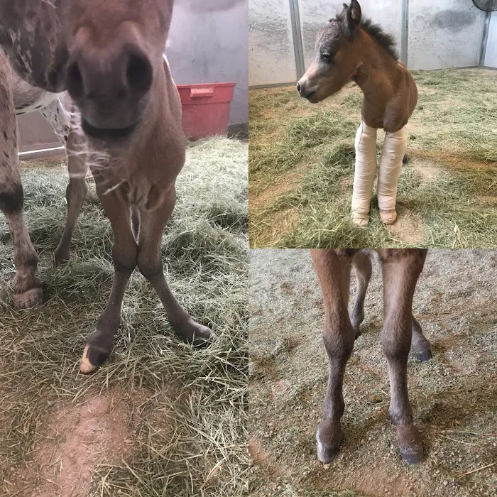 West Valley Equine Veterinary Services, LLC Picture 10