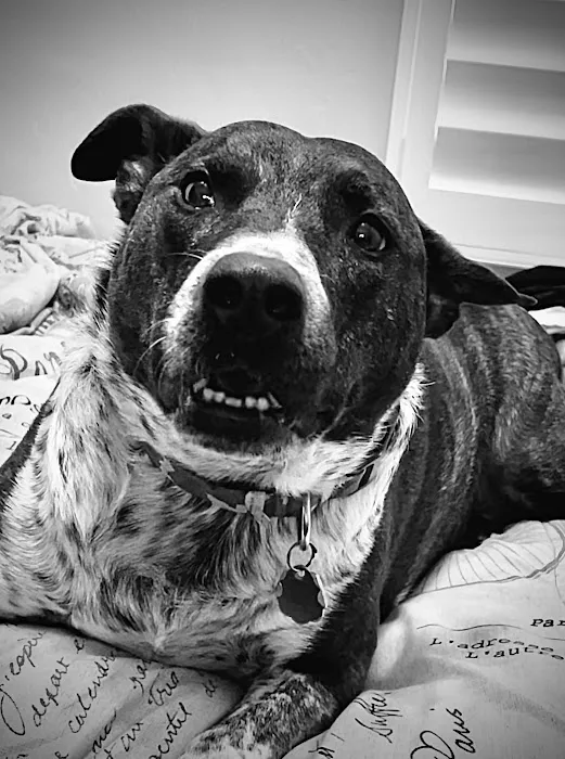 Lovet Pet Health Care - Surprise Picture 4