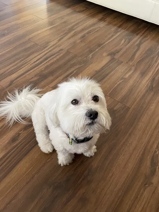 Lovet Pet Health Care - Surprise Picture 1