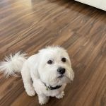 Lovet Pet Health Care - Surprise