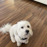 Lovet Pet Health Care - Surprise ico