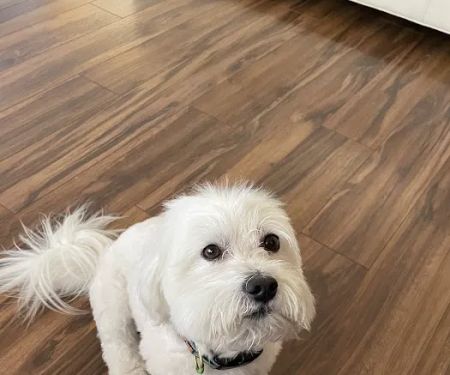 Lovet Pet Health Care - Surprise