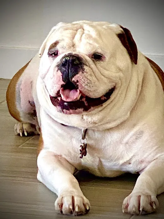 Lovet Pet Health Care - Surprise Picture 8