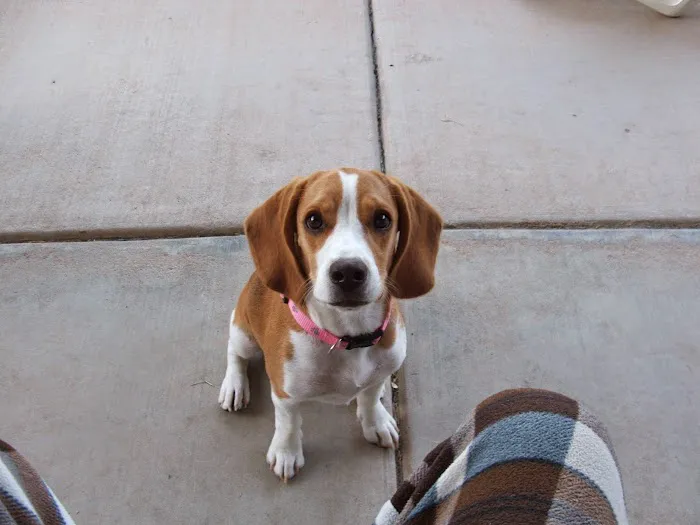 Lovet Pet Health Care - Surprise Picture 7