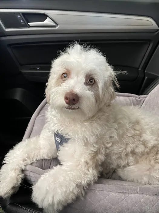 Lovet Pet Health Care - Surprise Picture 5