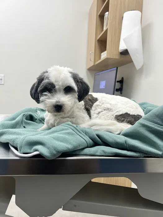 CityVet | Surprise Picture 6