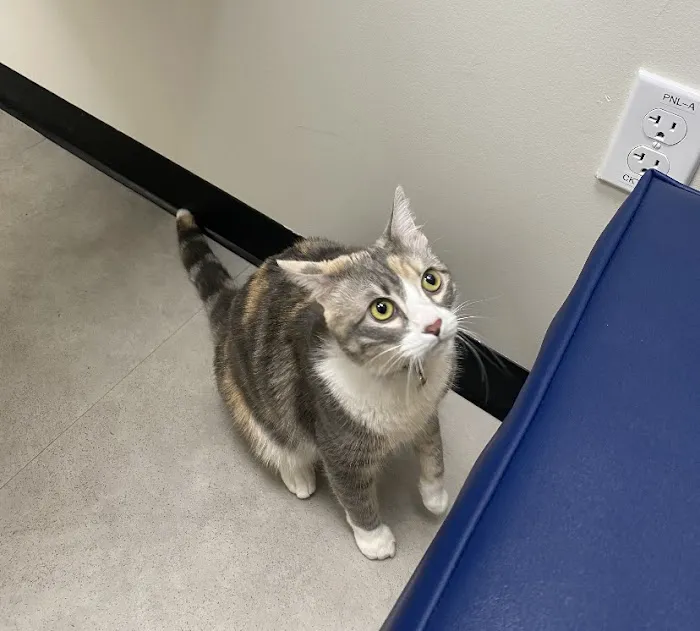 CityVet | Surprise Picture 3