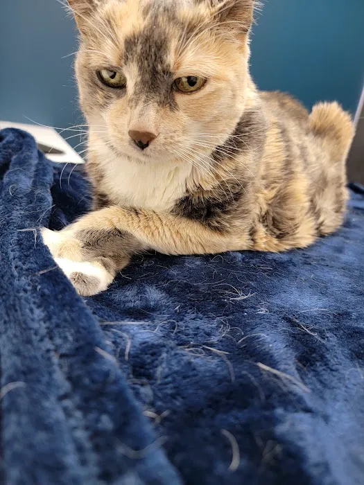 CityVet | Surprise Picture 5