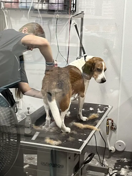 Walmart Pet Services Picture 4