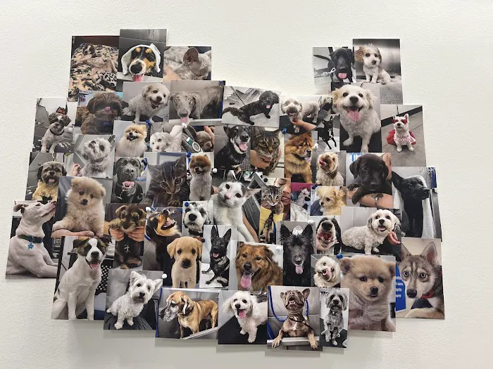 Walmart Pet Services Picture 5