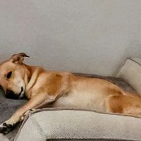 Pet Dental USA ico