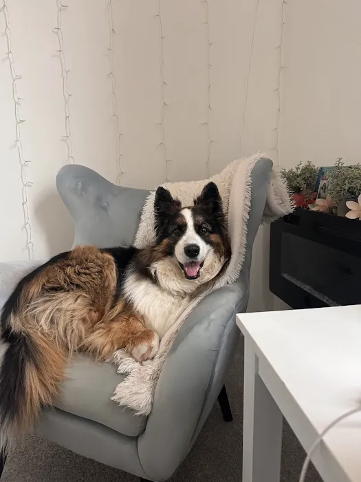 Pet Dental USA Picture 8