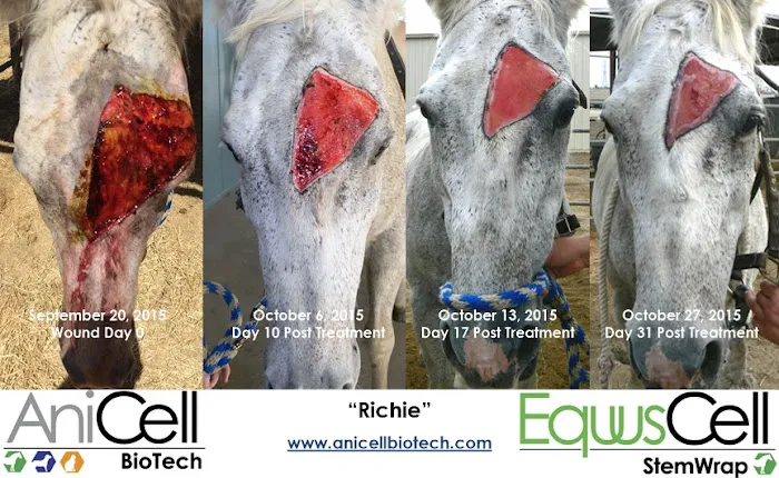 AniCell Biotech, LLC Picture 2
