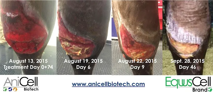 AniCell Biotech, LLC Picture 8