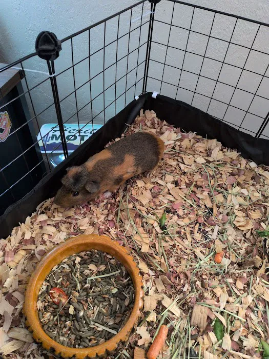 Petco Picture 7