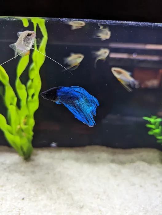 Kona Reef Az - Surprise Picture 2
