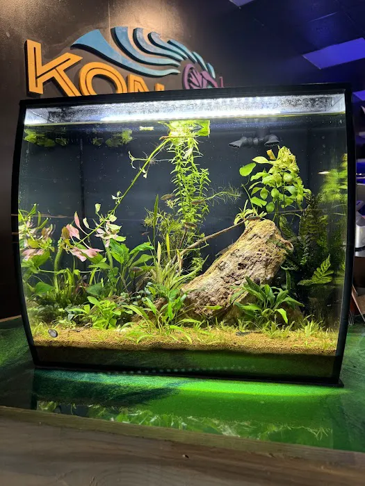 Kona Reef Az - Surprise Picture 1