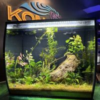 Kona Reef Az - Surprise ico
