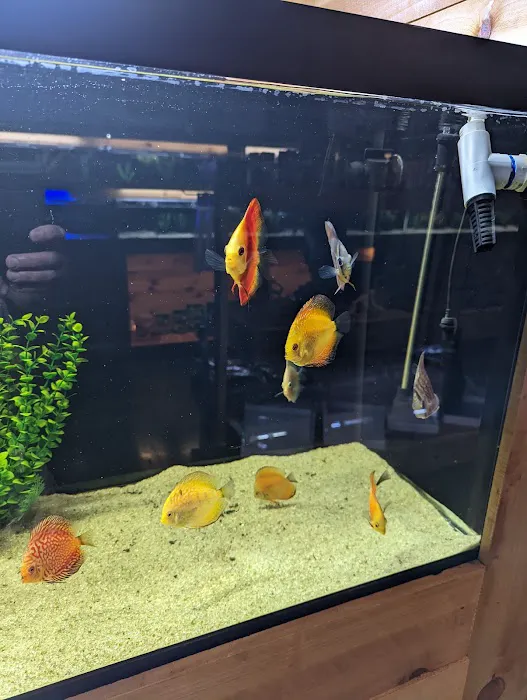 Kona Reef Az - Surprise Picture 7