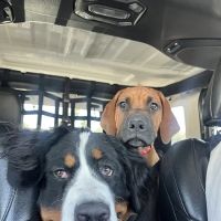 Animal Medical Center of Surprise ico