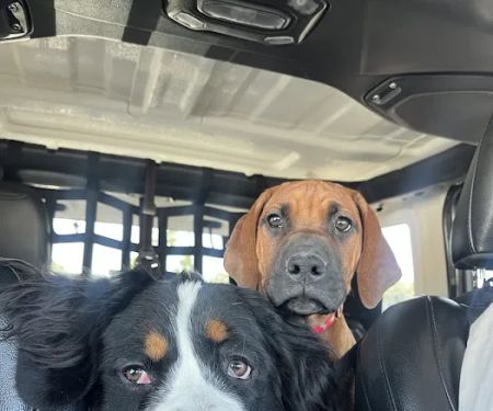 Animal Medical Center of Surprise