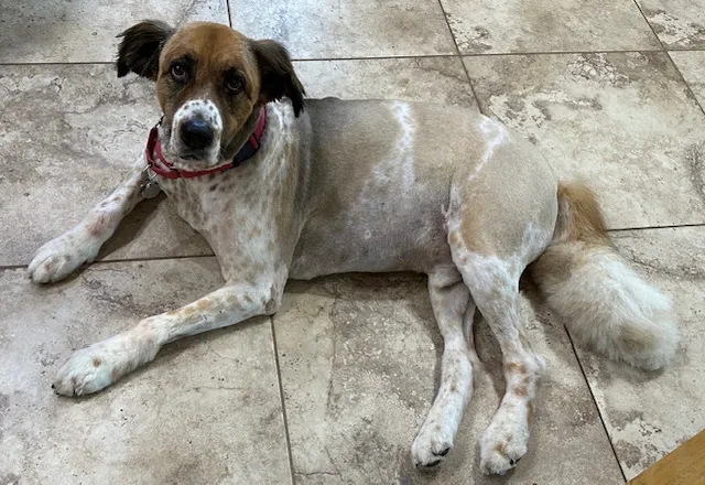 Animal Medical Center of Surprise Picture 10