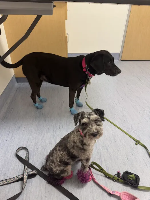 Animal Medical Center of Surprise Picture 9