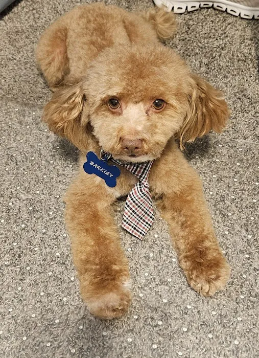 Animal Medical Center of Surprise Picture 5