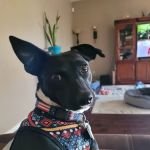 Banfield Pet Hospital