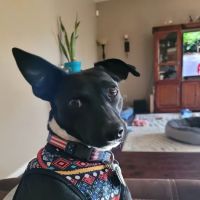 Banfield Pet Hospital ico