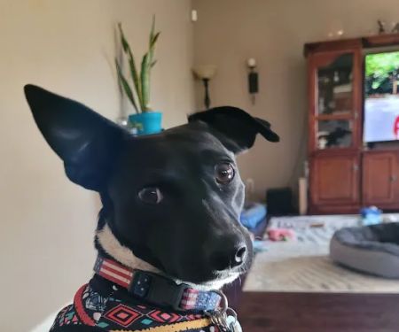 Banfield Pet Hospital
