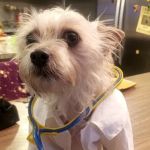 Arizona Veterinary Emergency & Critical Care Center - Buckeye