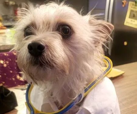 Arizona Veterinary Emergency & Critical Care Center - Buckeye