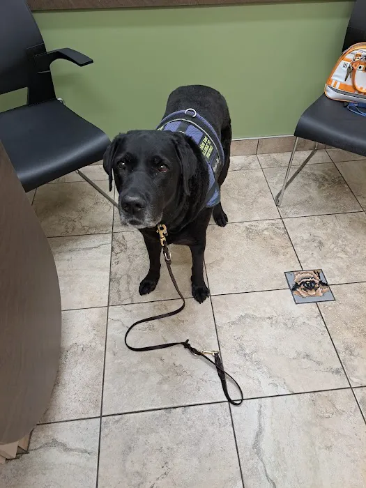 Lovet Pet Health Care - Verrado Picture 7